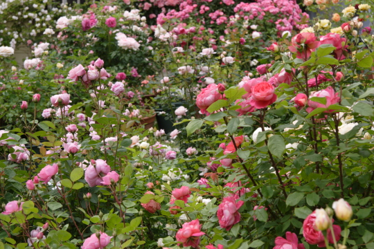 お庭のバラ